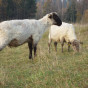 kisielius-7.jpg