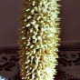 V Vaitulioniene (meistre) 2.jpg
