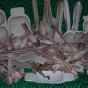 DSCN5172.JPG